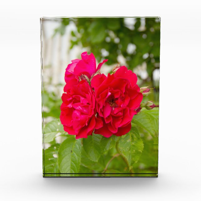 Große rote Rosen im Garten p Fotoblock (Vorderseite)