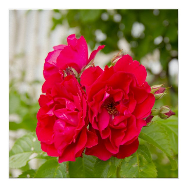 Große rote Rosen im Garten Poster (Vorderseite)