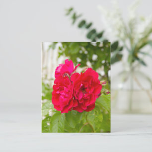 Große rote Rosen im Garten Postkarte