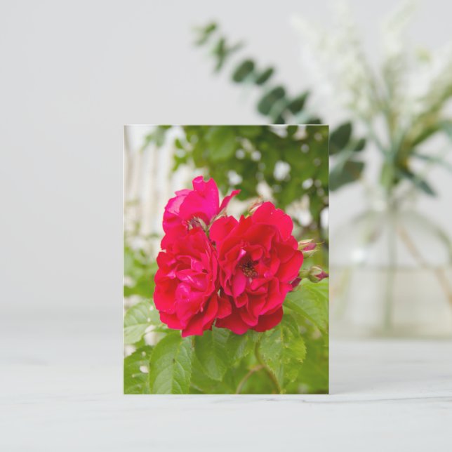 Große rote Rosen im Garten Postkarte (Stehend Vorderseite)