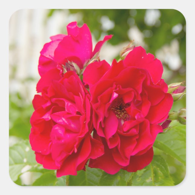 Große rote Rosen im Garten Quadratischer Aufkleber (Vorderseite)
