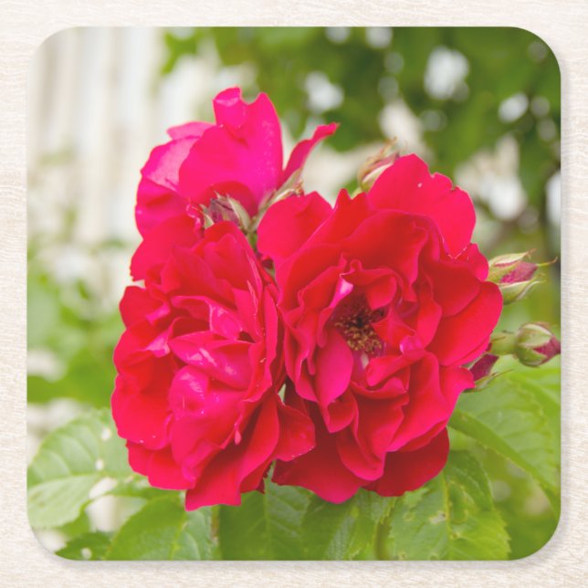 Große rote Rosen im Garten Rechteckiger Pappuntersetzer (Vorderseite)