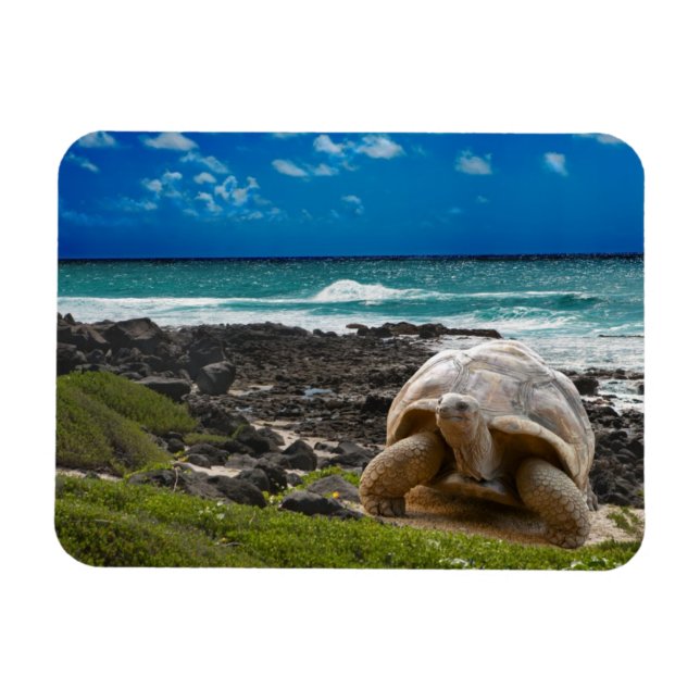 Große Schildkröte am Meer Magnet (Horizontal)