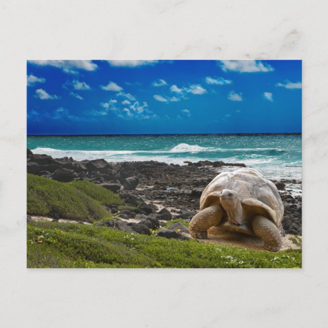 Große Schildkröte am Meer Postkarte (Vorderseite)