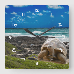 Große Schildkröte am Meer Quadratische Wanduhr