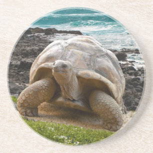 Große Schildkröte am Seerand Getränkeuntersetzer