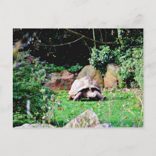 Große Schildkröte Postkarte