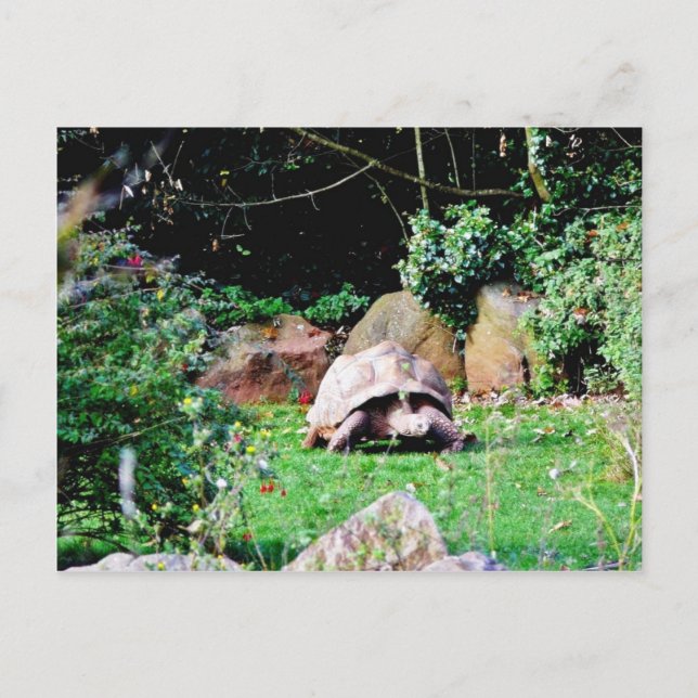 Große Schildkröte Postkarte (Vorderseite)