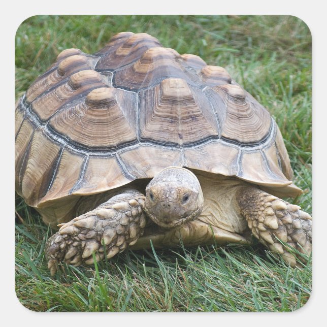 Große Schildkrötenklemme Quadratischer Aufkleber (Vorderseite)