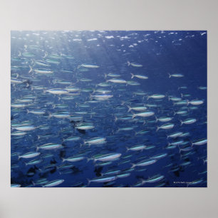 Große Schule von bluestreak fusiliers Poster