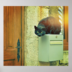 Große schwarze Straßenkatze sprang auf Hauspost Poster