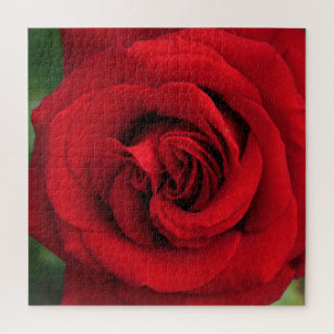 Große Single-Rote Rose Nah Puzzle