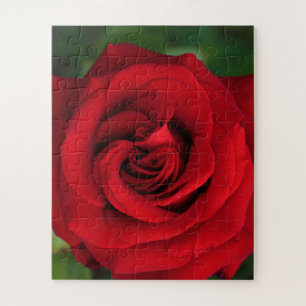 Große Single-Rote Rose Nah Puzzle