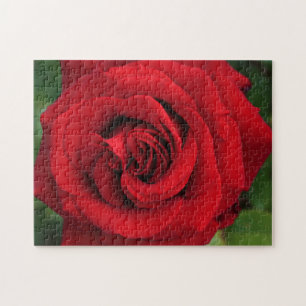 Große Single-Rote Rose Nah Puzzle