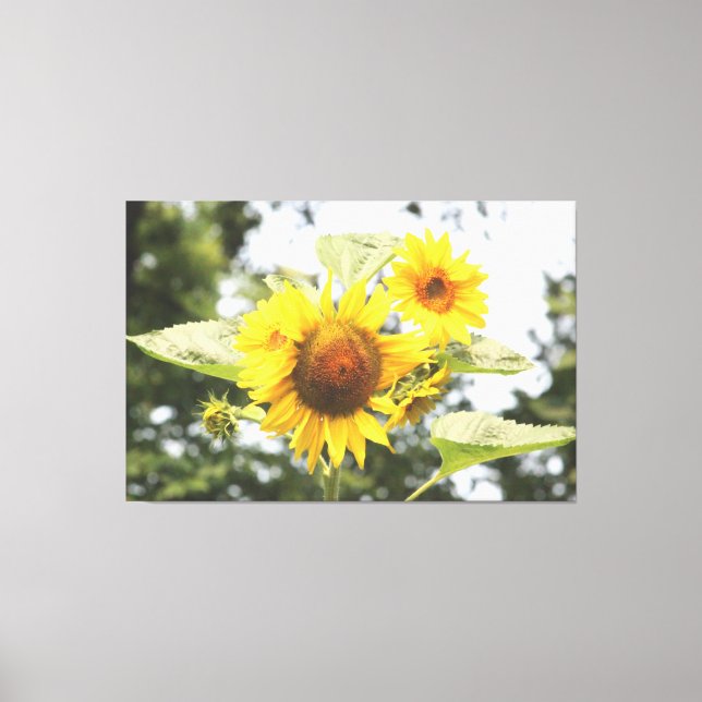 Große Sonnenblumen Leinwanddruck (Vorderseite)