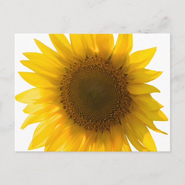 Große Sonnenblumenkarte Postkarte (Vorderseite)