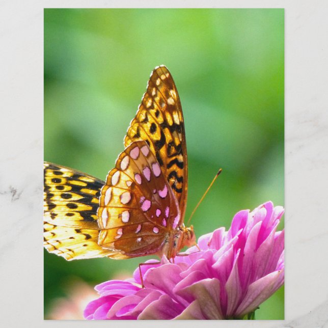 Große Spangled Fritillary (Vorderseite)