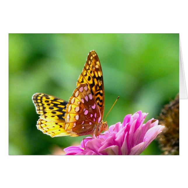 Große Spangled Fritillary (Vorderseite (Horizontal))
