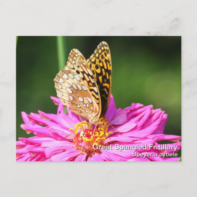 Große Spangled Fritillary Postkarte (Vorderseite)
