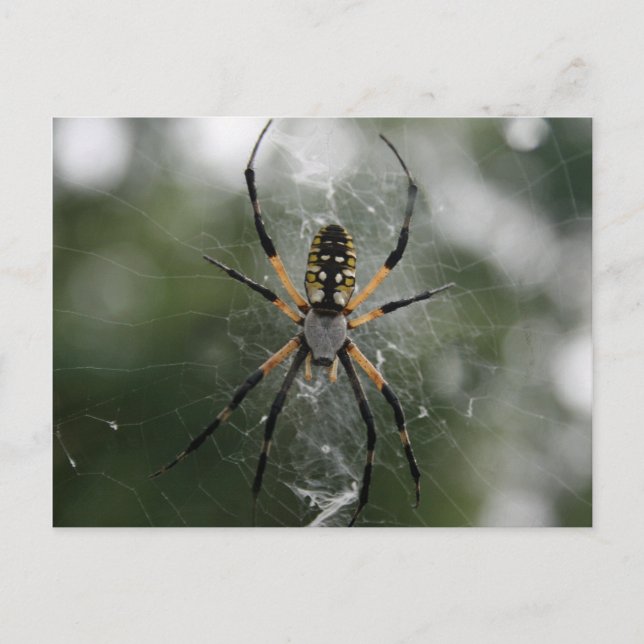 Große Spinne / Gelbe und schwarze Argiope Postkarte (Vorderseite)