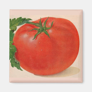 große Tomate Magnet