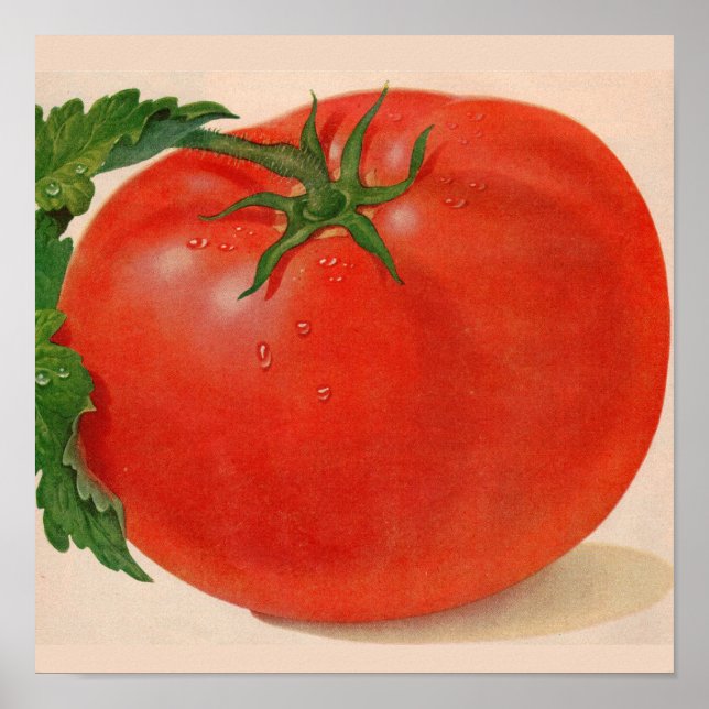 große Tomate Poster (Vorne)