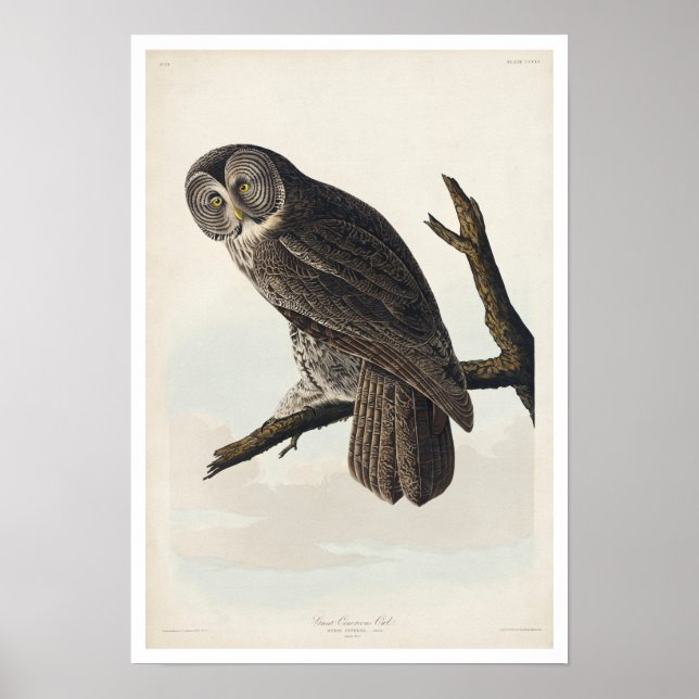 Große Tonröhre von Audubon Poster (Vorne)