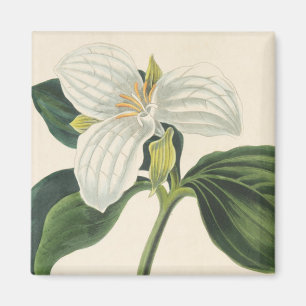 Große Trillium Magnet