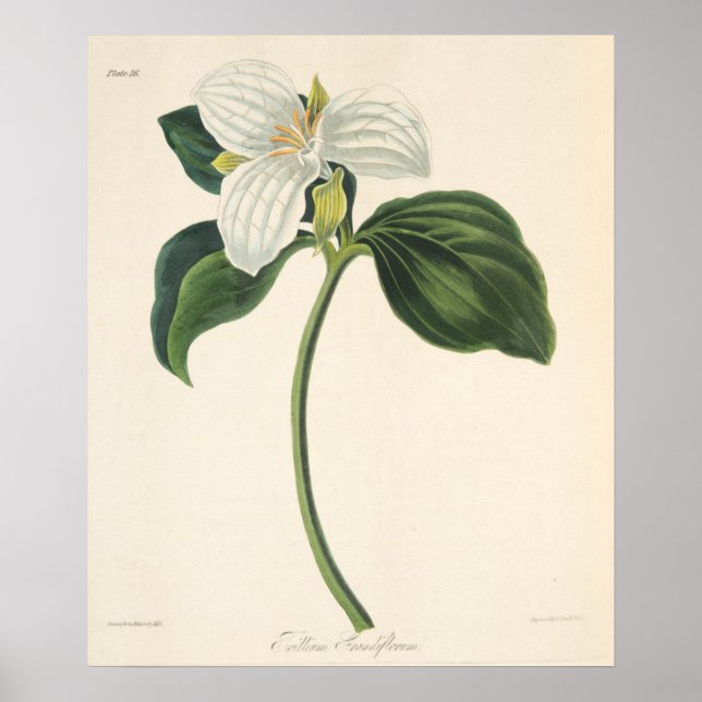 Große Trillium Poster (Vorne)