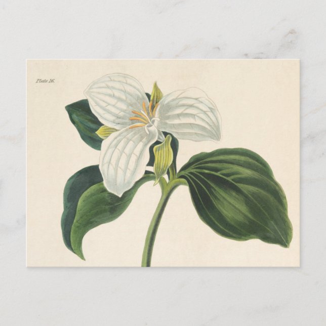 Große Trillium Postkarte (Vorderseite)
