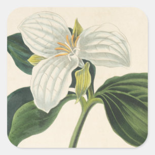 Große Trillium Quadratischer Aufkleber