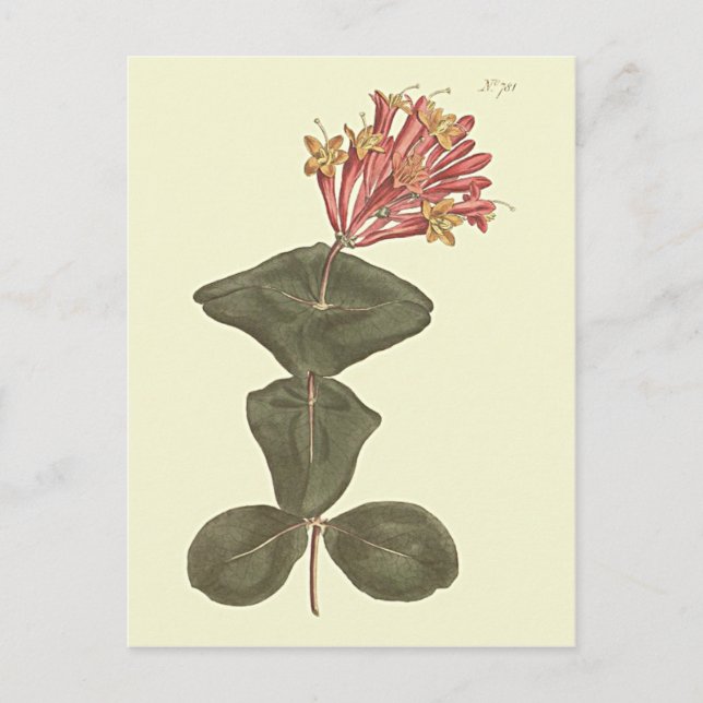 Große Trumpet Honeysuckle Botanische Illustration Postkarte (Vorderseite)