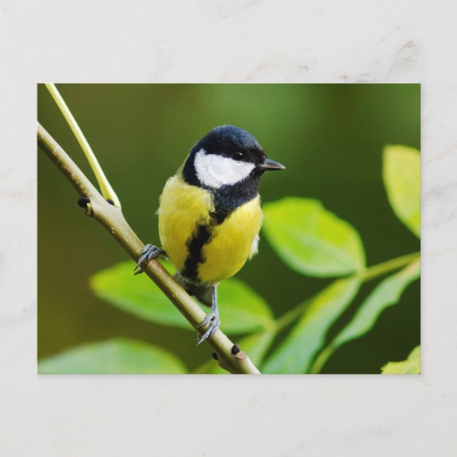 Große Tüte im Herbst Postkarte (Vorderseite)