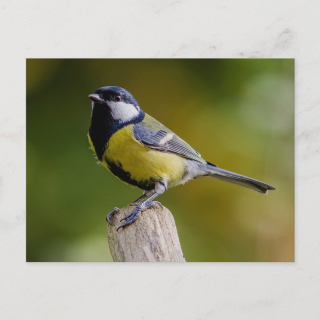 Große Tüte im Herbst Postkarte (Vorderseite)