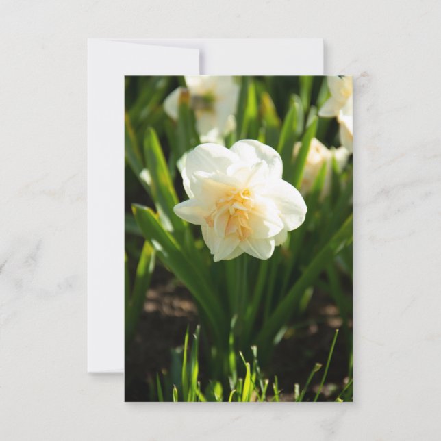 Große weiße Narzissen an einem Frühlingstag (Vorderseite)