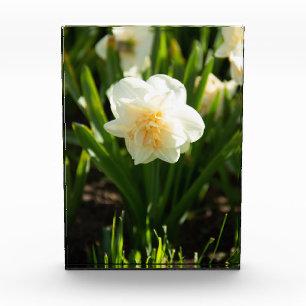 Große weiße Narzissen an einem Frühlingstag Fotoblock