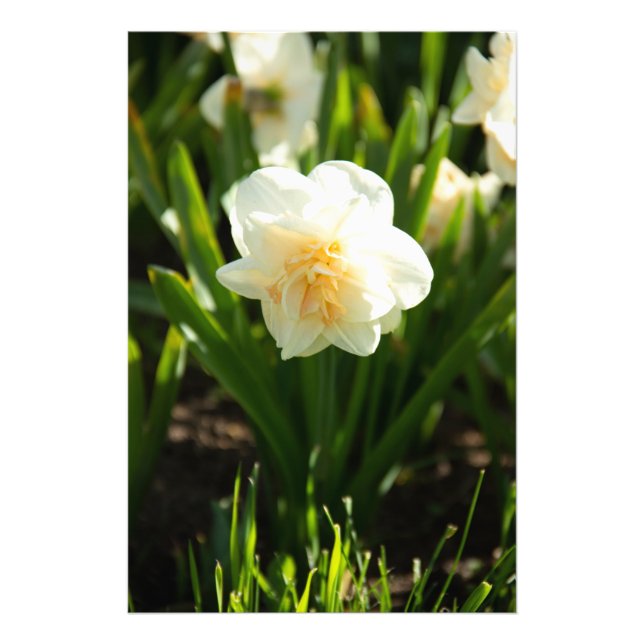 Große weiße Narzissen an einem Frühlingstag Fotodruck (Vorne)