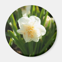 Große weiße Narzissen an einem Frühlingstag Magnet