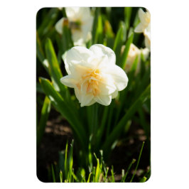 Große weiße Narzissen an einem Frühlingstag Magnet
