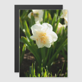 Große weiße Narzissen an einem Frühlingstag Magnetkarte