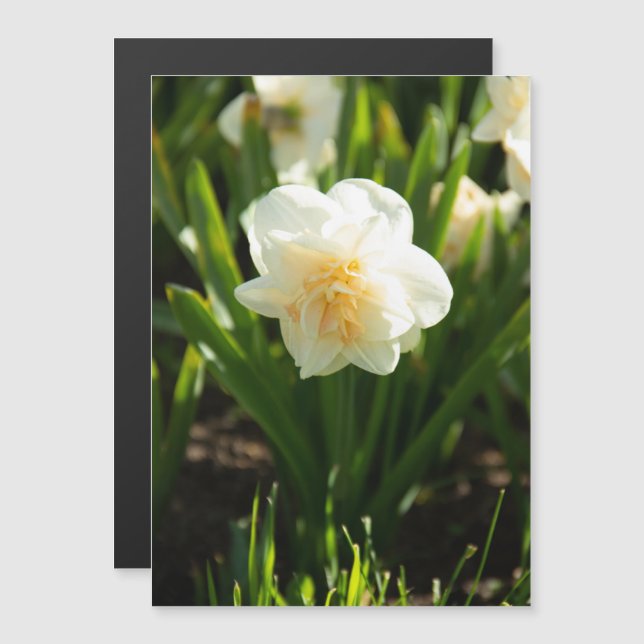 Große weiße Narzissen an einem Frühlingstag Magnetkarte (Vorne/Hinten)