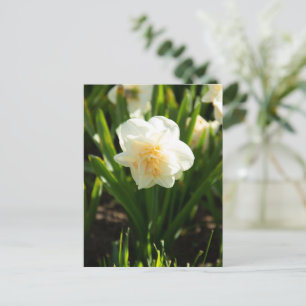 Große weiße Narzissen an einem Frühlingstag Postkarte