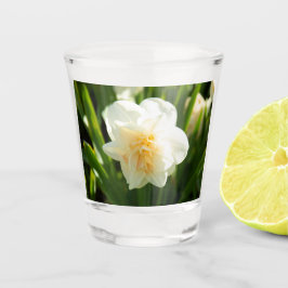 Große weiße Narzissen an einem Frühlingstag Schnapsglas
