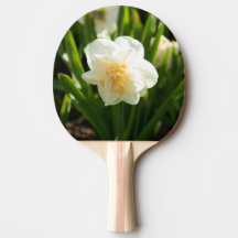 Große weiße Narzissen an einem Frühlingstag