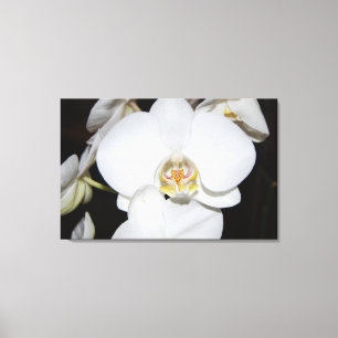 große weiße Orchideenblüte Leinwanddruck