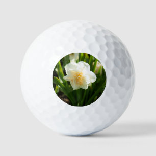 Große weiße Osterglocken an einem Frühlingstag  Golfball
