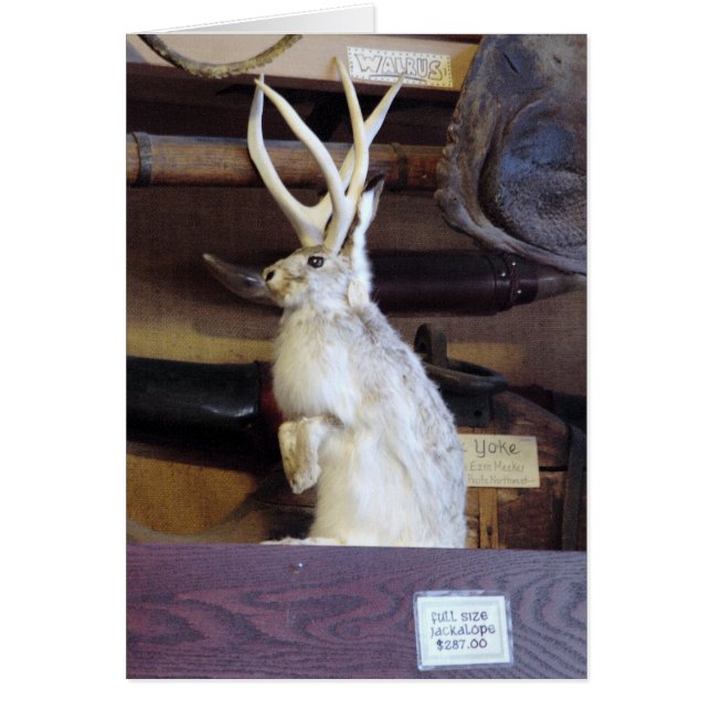GrößengleichJackalope $287,00 (Vorne)
