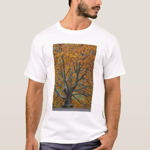 Grosser Ahornbaum im Herbst, Bass Lake, in der Näh T-Shirt