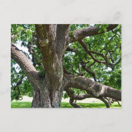 Großer alter Baum Postkarte