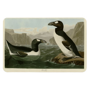 Großer Auk - John James Audubons Vögel Amerikas Magnet